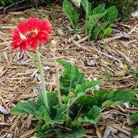 Gerbera jamesonii (Gerbera Daisy)