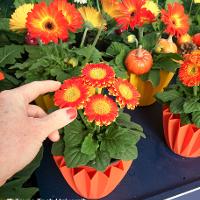 Gerbera jamesonii (Gerbera Daisy)