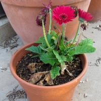 Gerbera jamesonii (Gerbera Daisy)