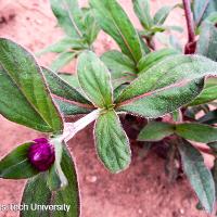 Gomphrena globosa (Globe Amaranth)