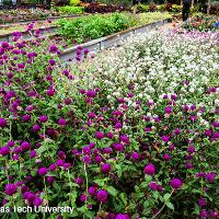 Gomphrena globosa (Globe Amaranth)