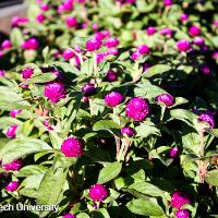 Gomphrena globosa (Globe Amaranth)