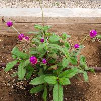 Gomphrena globosa (Globe Amaranth)