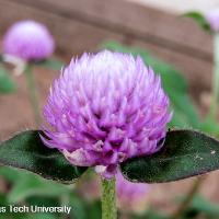 Gomphrena globosa (Globe Amaranth)