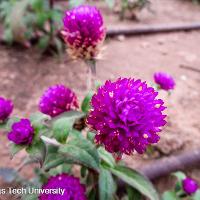 Gomphrena globosa (Globe Amaranth)