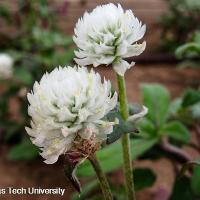 Gomphrena globosa (Globe Amaranth)