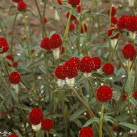 Gomphrena globosa (Globe Amaranth)