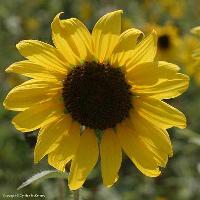 Helianthus annuus (Sunflower)
