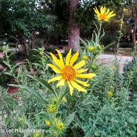 Helianthus maximiliani (Maximilian Sunflower)