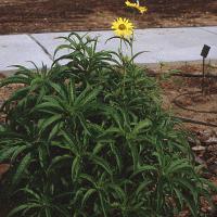 Helianthus maximiliani (Maximilian Sunflower)