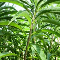 Helianthus maximiliani (Maximilian Sunflower)