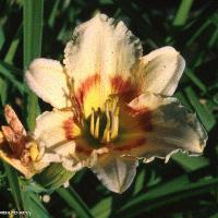 Hemerocallis sp. (Daylily)