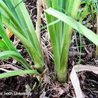 Hemerocallis sp. (Daylily)