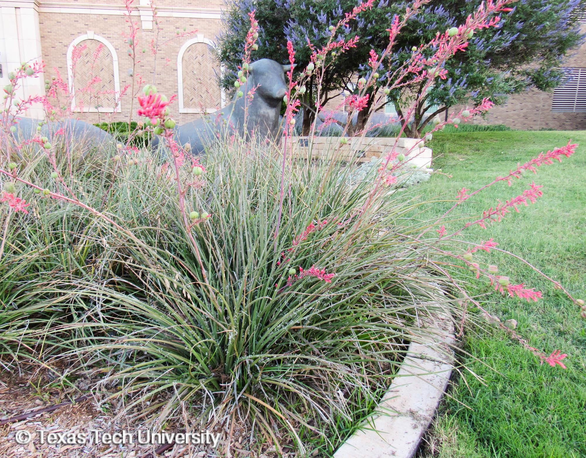 Red Yucca   Plant Resources Home   TTU