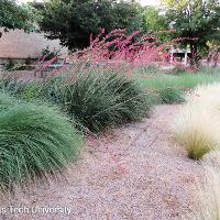 Hesperaloe parviflora (Red Yucca)