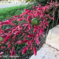 Hesperaloe parviflora (Red Yucca)