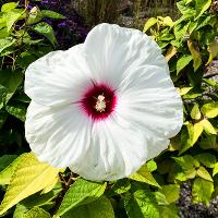 Hibiscus moscheutos (Hardy Hibiscus)