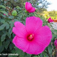 Hibiscus moscheutos (Hardy Hibiscus)