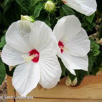 Hibiscus moscheutos (Hardy Hibiscus)