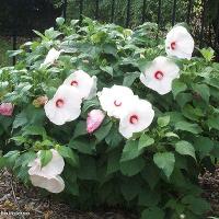 Hibiscus moscheutos (Hardy Hibiscus)