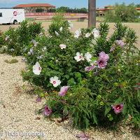 Hibiscus moscheutos (Hardy Hibiscus)