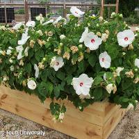 Hibiscus moscheutos (Hardy Hibiscus)