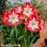 Hippeastrum sp. (Amaryllis)