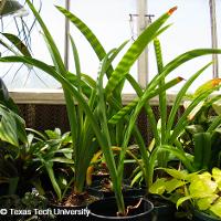 Hippeastrum sp. (Amaryllis)