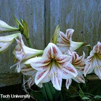 Hippeastrum sp. (Amaryllis)