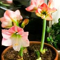 Hippeastrum sp. (Amaryllis)