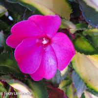 Impatiens hawkeri (New Guinea Impatiens)