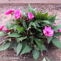 Impatiens hawkeri (New Guinea Impatiens)