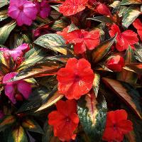 Impatiens hawkeri (New Guinea Impatiens)