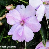 Impatiens hawkeri (New Guinea Impatiens)