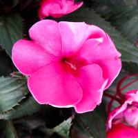 Impatiens hawkeri (New Guinea Impatiens)