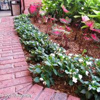 Impatiens walleriana (Impatiens)