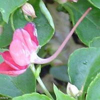 Impatiens walleriana (Impatiens)