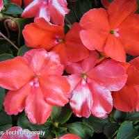 Impatiens walleriana (Impatiens)