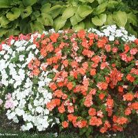 Impatiens walleriana (Impatiens)