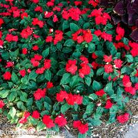 Impatiens walleriana (Impatiens)