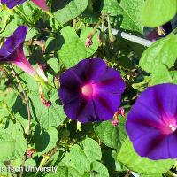 Ipomoea purpurea (Morning Glory)