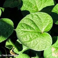 Ipomoea purpurea (Morning Glory)