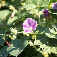 Ipomoea purpurea (Morning Glory)