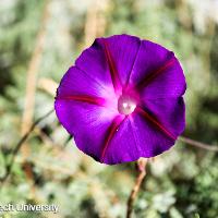 Ipomoea purpurea (Morning Glory)