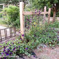 Ipomoea purpurea (Morning Glory)