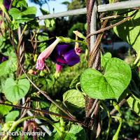 Ipomoea purpurea (Morning Glory)