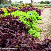 Ipomoea x batatas (Sweet Potato Vine)