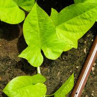 Ipomoea x batatas (Sweet Potato Vine)