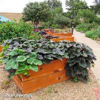 Ipomoea x batatas (Sweet Potato Vine)