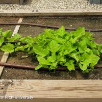 Ipomoea x batatas (Sweet Potato Vine)